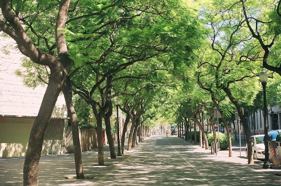 Viale alberato di un quartiere residenziale, Barcellona