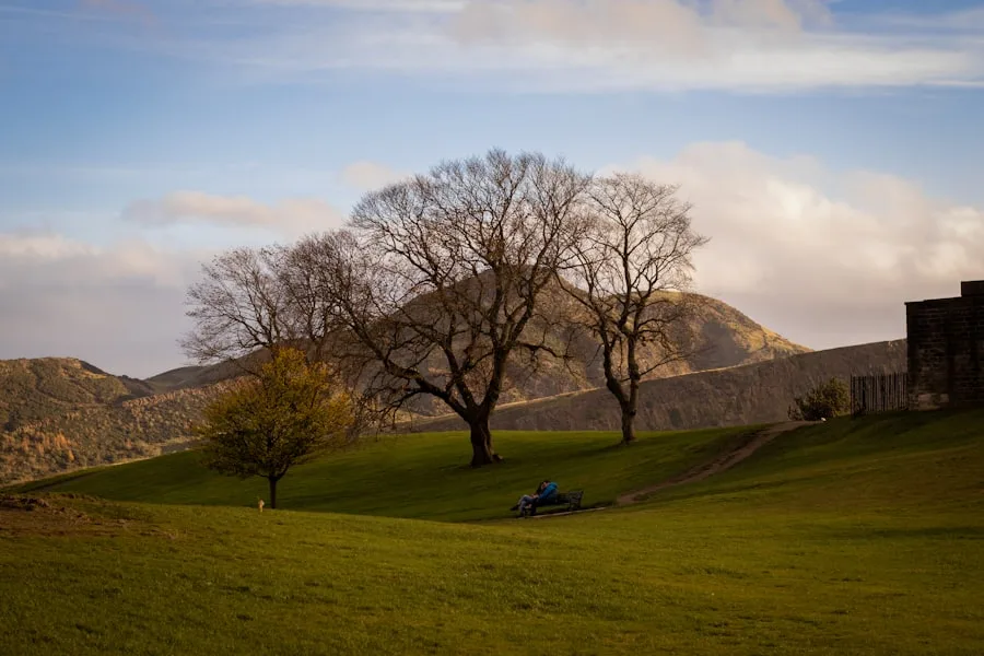Ladera verde con un árbol y un banco, evocando el aire de parque de Corstorphine Hill