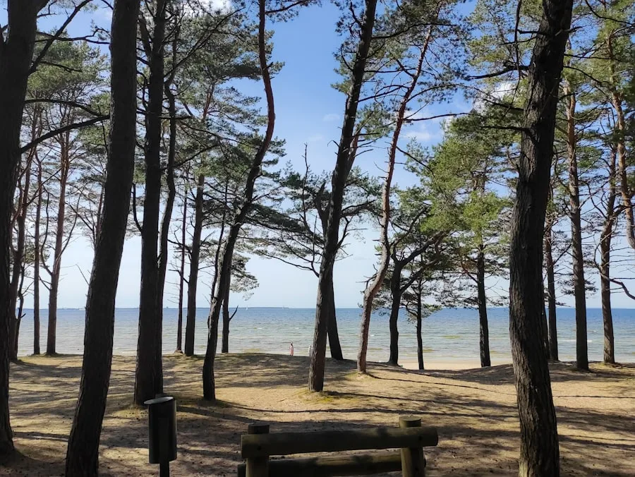 Pins sur une plage de sable de la Baltique près de Pirita, Tallinn