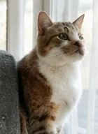 sofiacosta