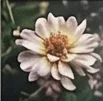 elicruz